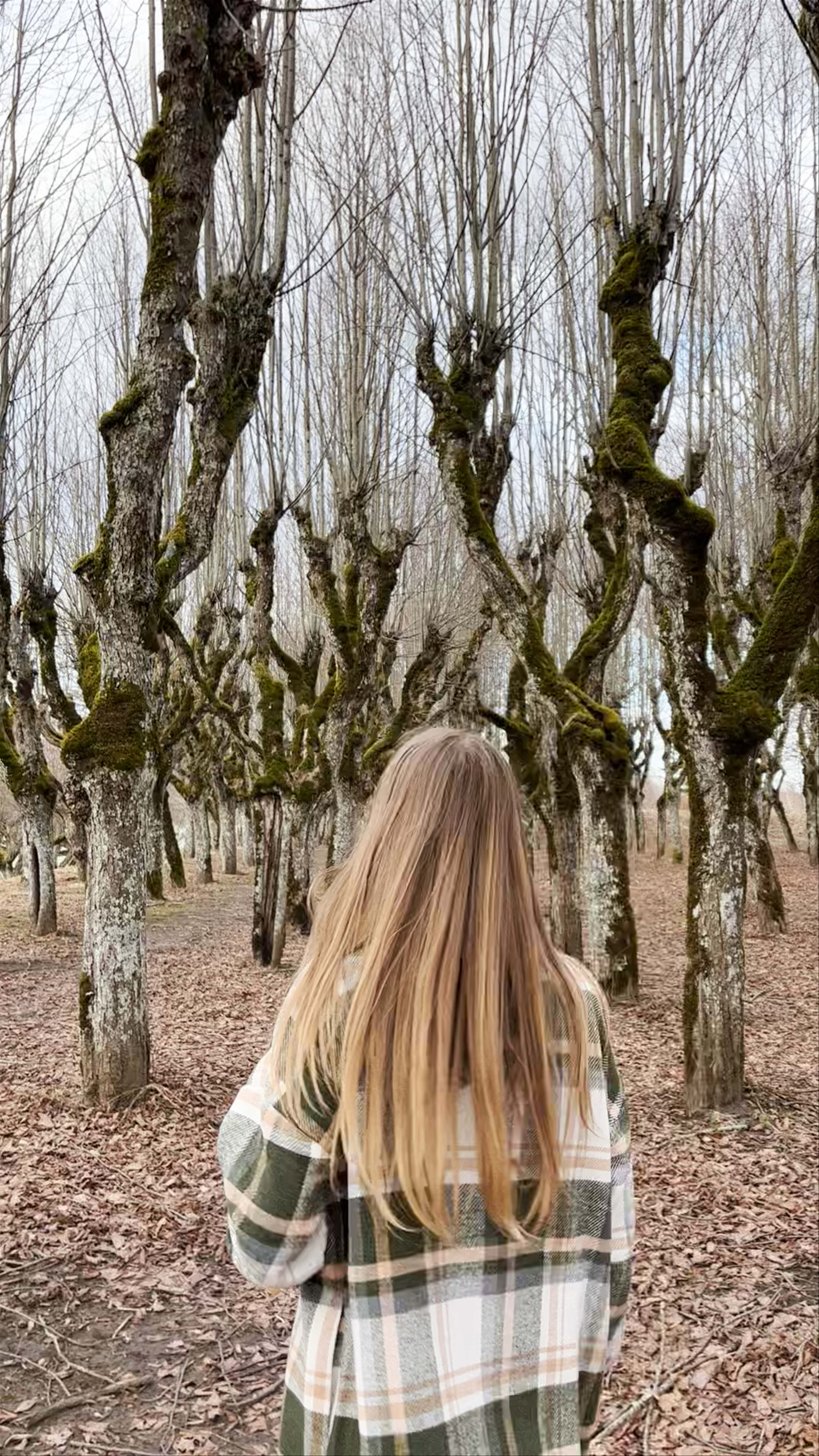 Katvaru muižas parks