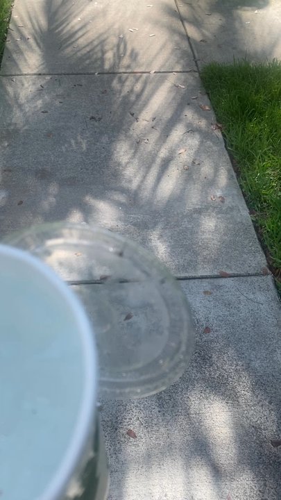 Pollo Tropical - A fly inside of my sprite, just picked up right now through a drive-through 5:09 pm 5/20/23. wish I would have seen this before getting home - Fast Food Near Me - Miami, Florida