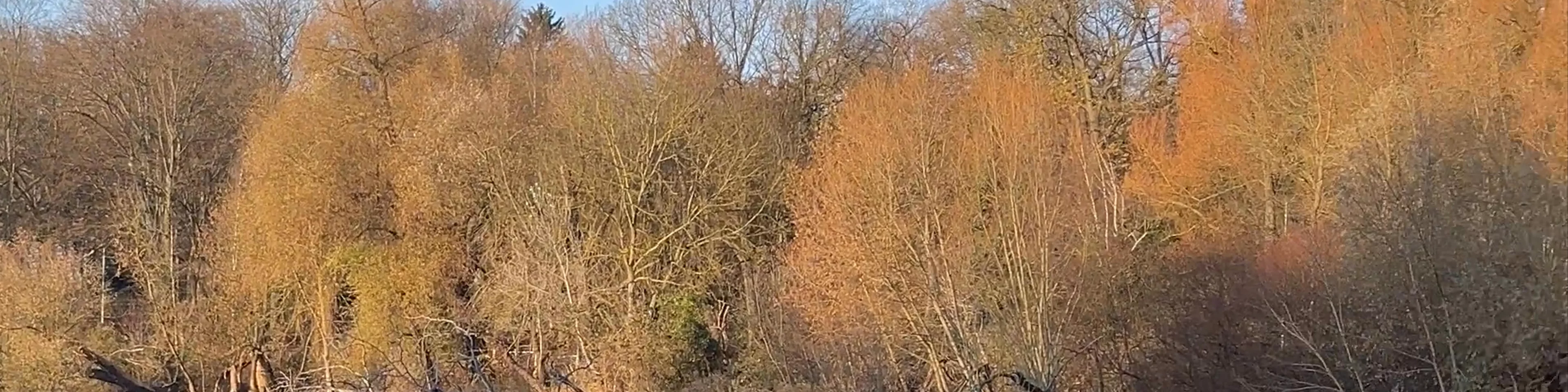Rusałka