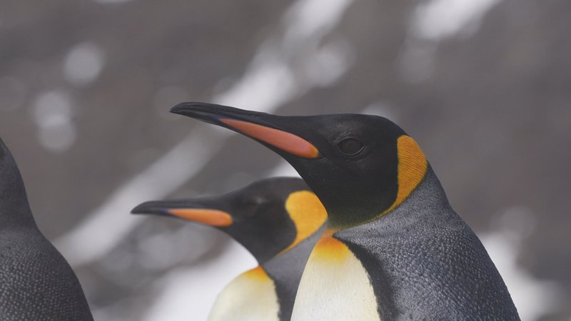 King Penguins in South Georgia poster
