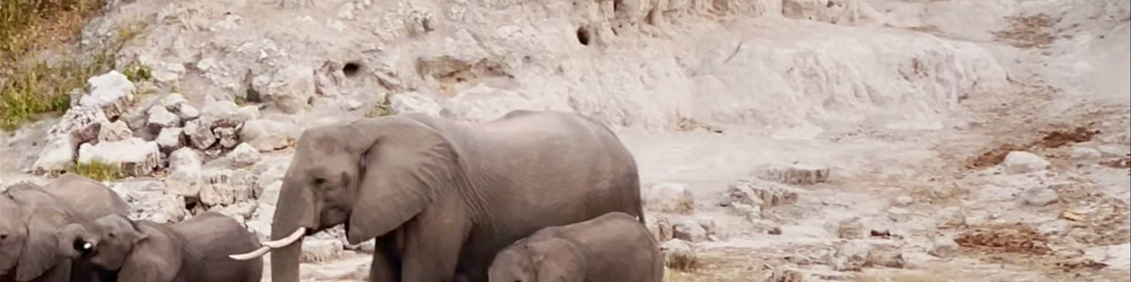 Chobe River