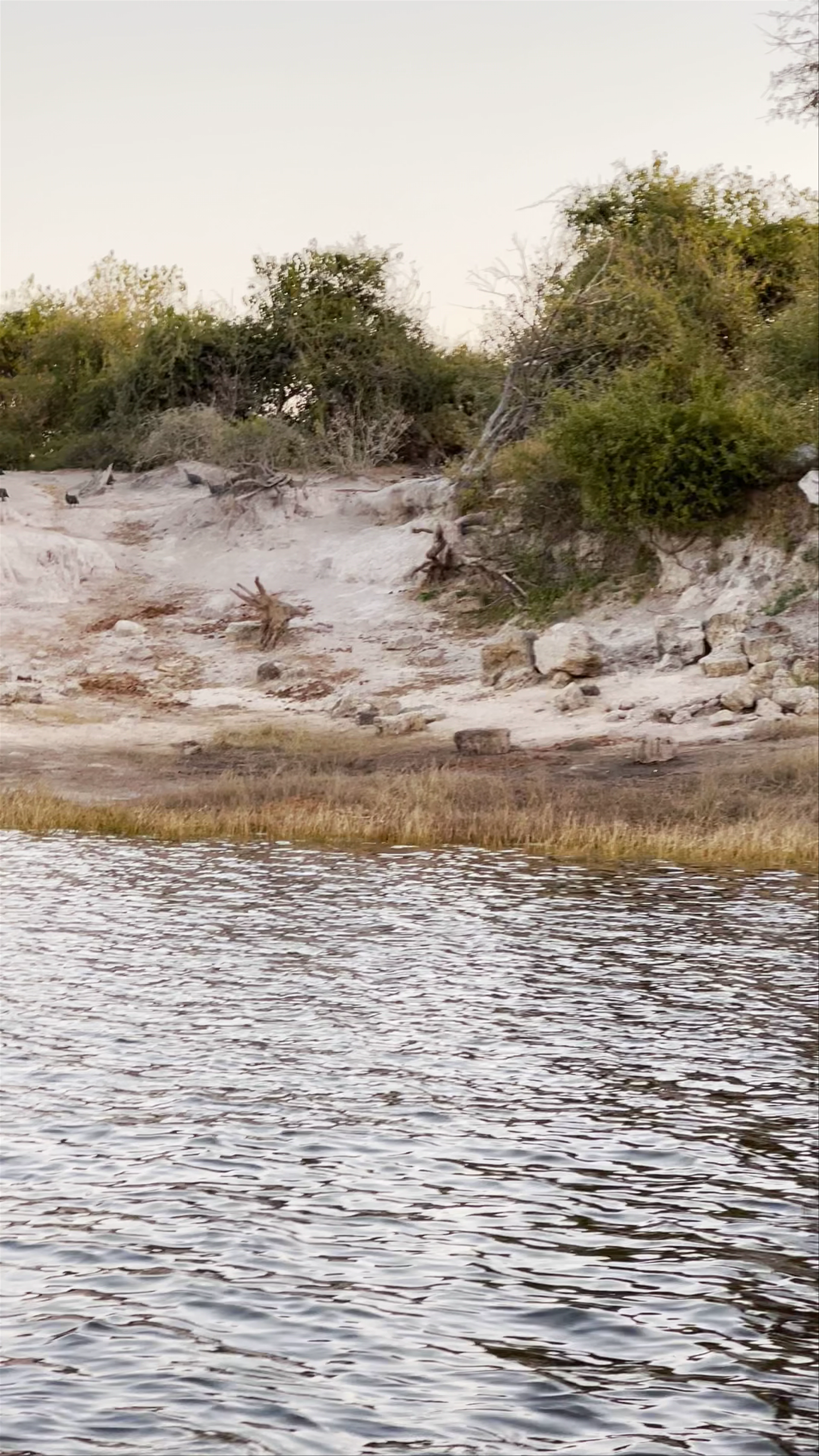 Chobe River