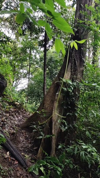 Photo of Abhi Gundi Falls 