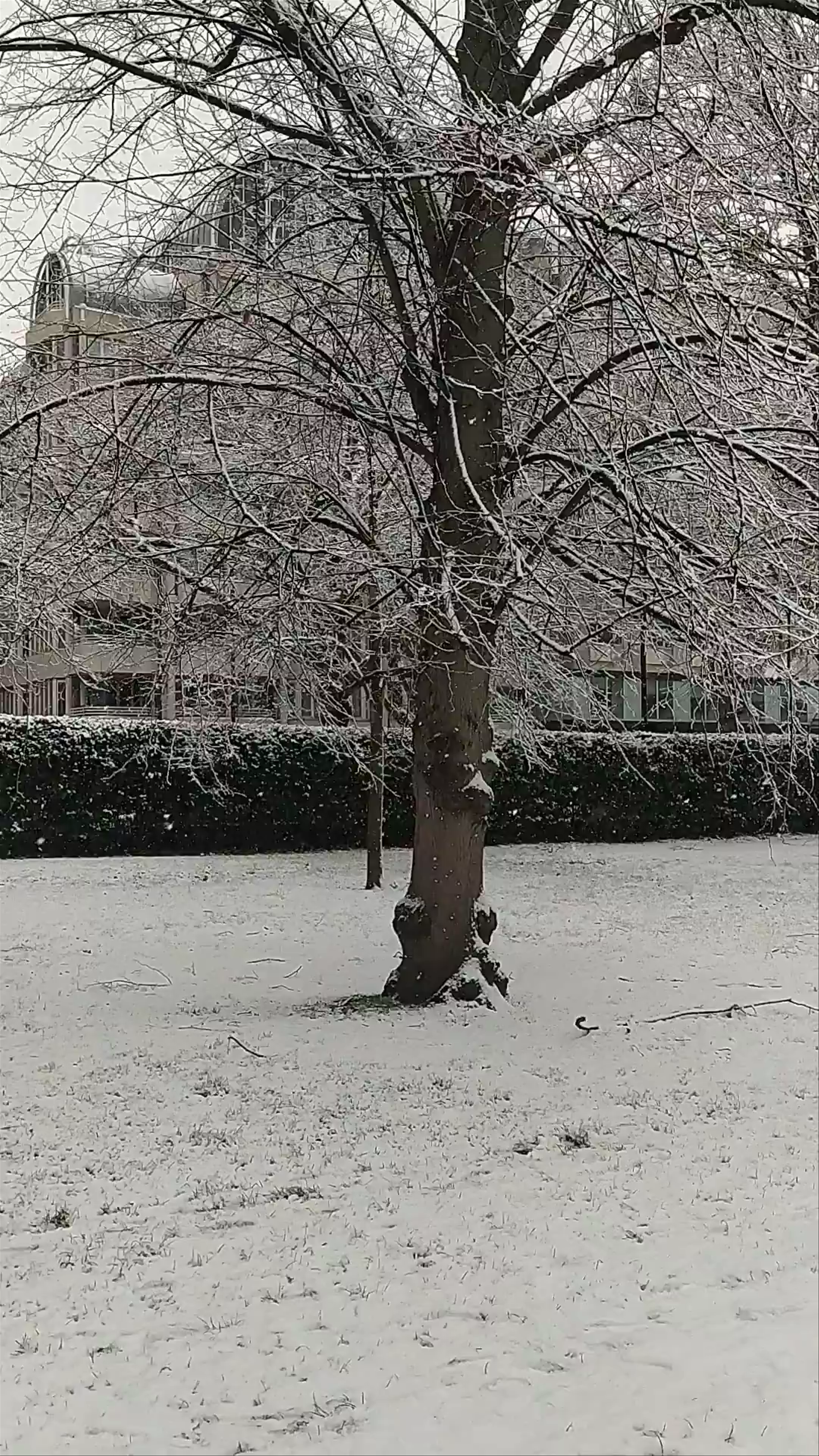 Snow-Covered Hyde Park in London: A Serene Winter Wonderland