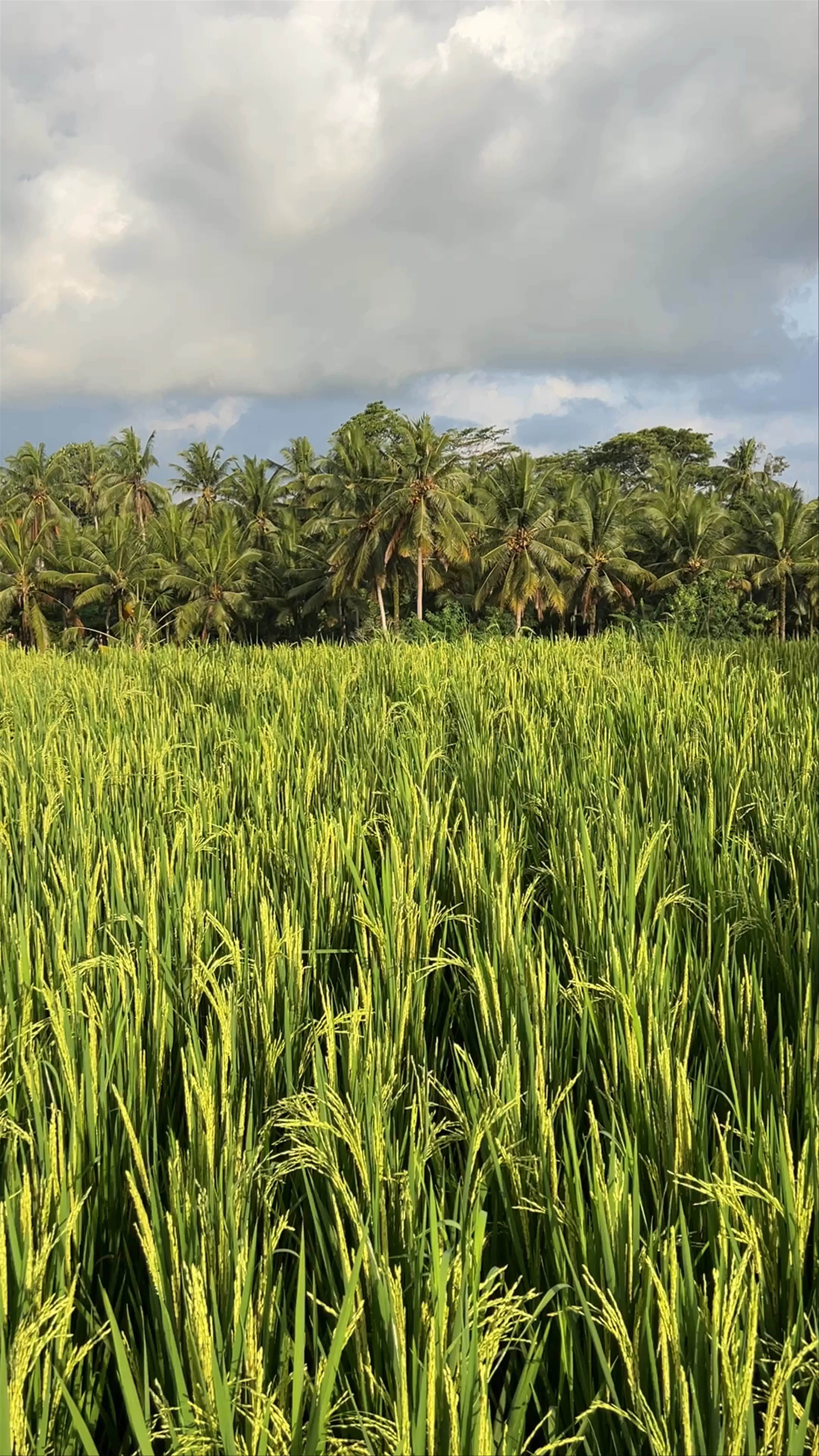 Sari Organic Walk