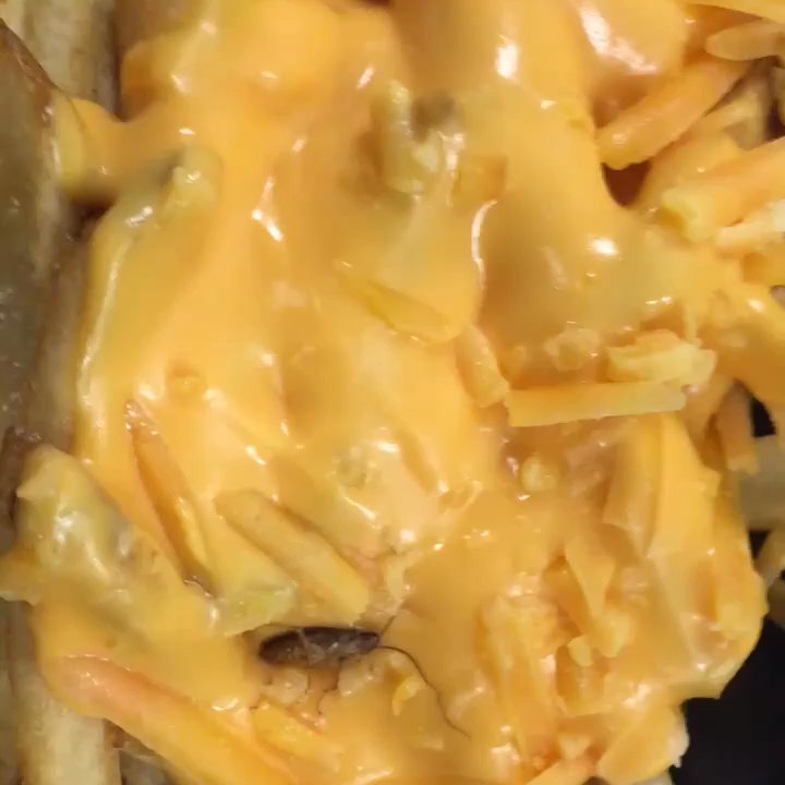 Wendy's - Roaches everywhere - Burgers Near Me - Brooklyn, New York