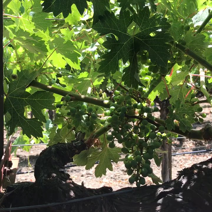Miggi's Kitchen - Miggi explains how to take care the grape during growing season. - Cooking Classes Near Me
