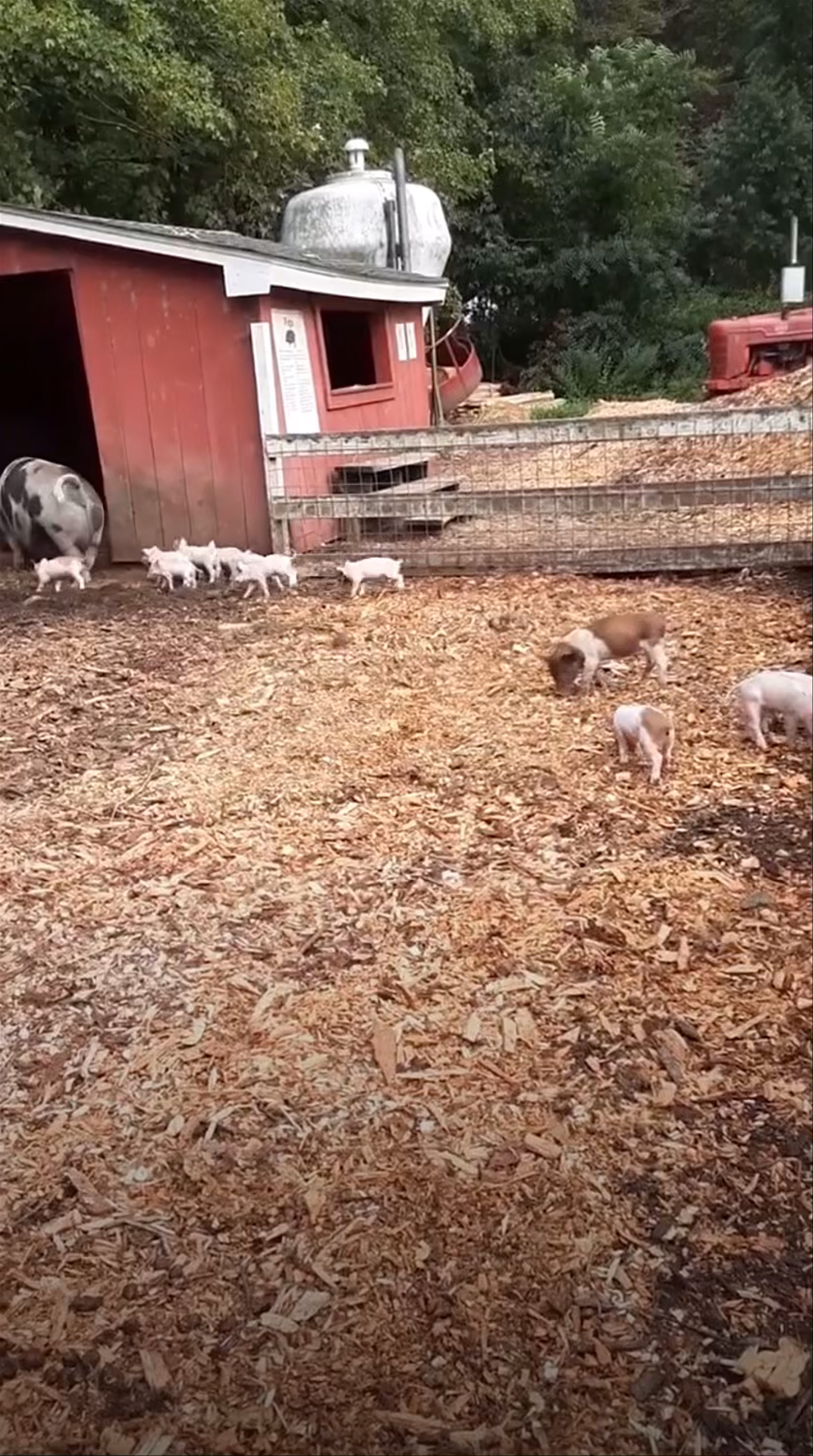 Charming Moments at Flamig Farm: A Playful Piglet Adventure in Simsbury