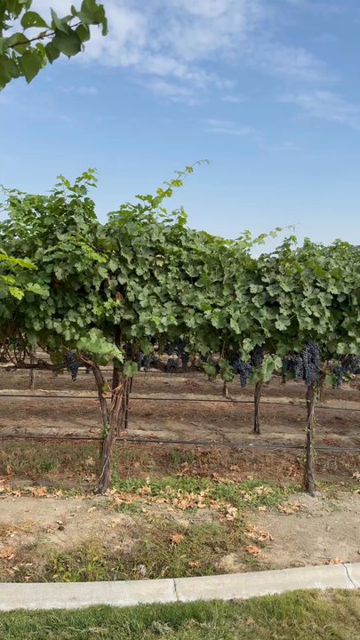 Frichette Winery - Their vineyard! - Wineries Near Me - Benton City, Washington