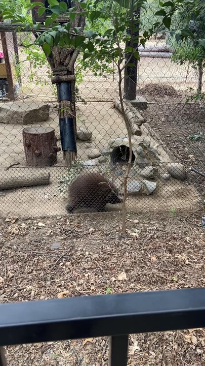 Turtle Bay Exploration Park - Porcupine - Museums Near Me - Redding, California