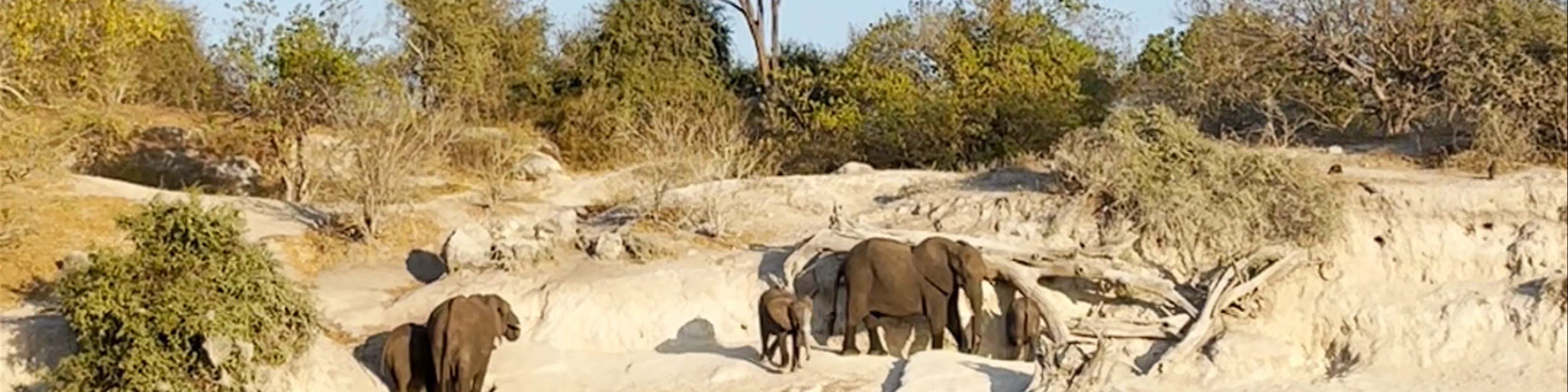 Chobe River