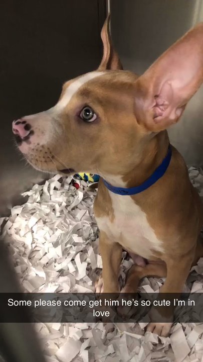 Humane Society - King  A Playful little pup only 3 months old!!! - Animal Shelters Near Me - Tampa, Florida