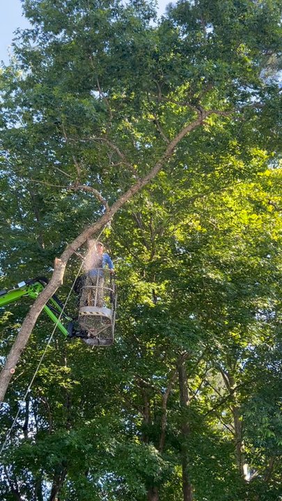 James River Tree Service - Tree Services Near Me