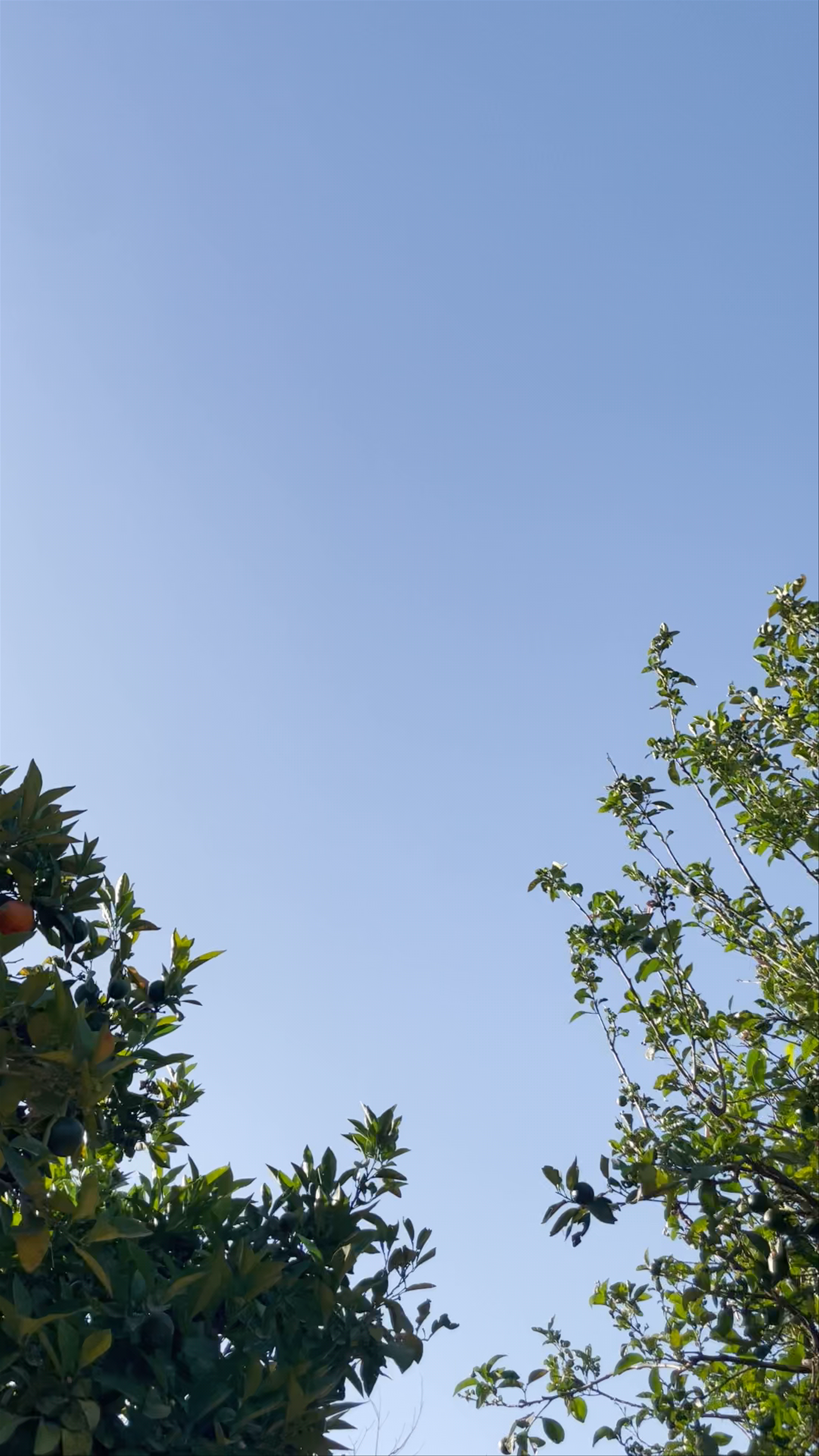 Jardin Elkoutoubia: A Tranquil Oasis in Marrakesh