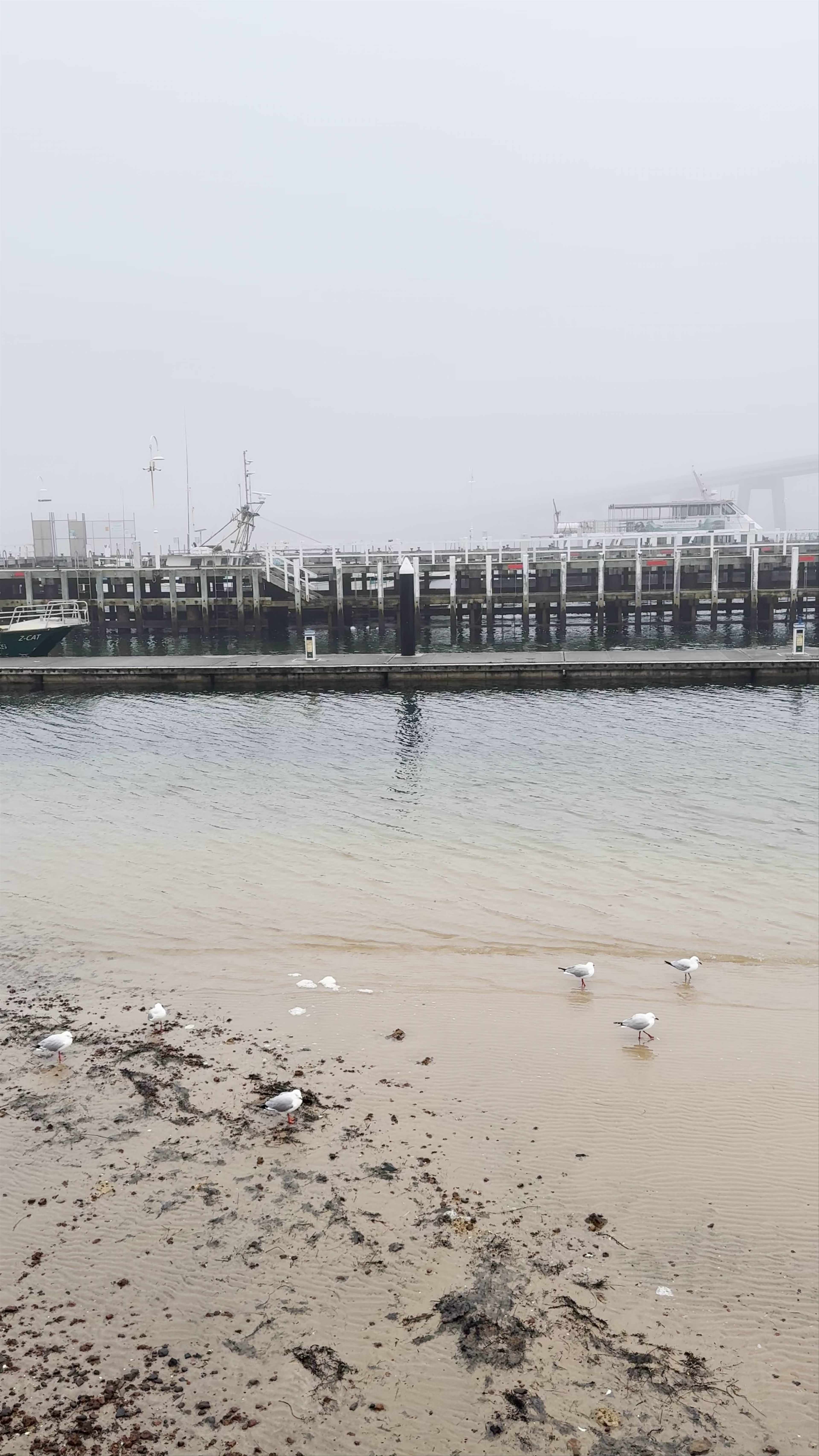 Pelican Feeding Show at Marine Parade, San Remo VIC, Australia