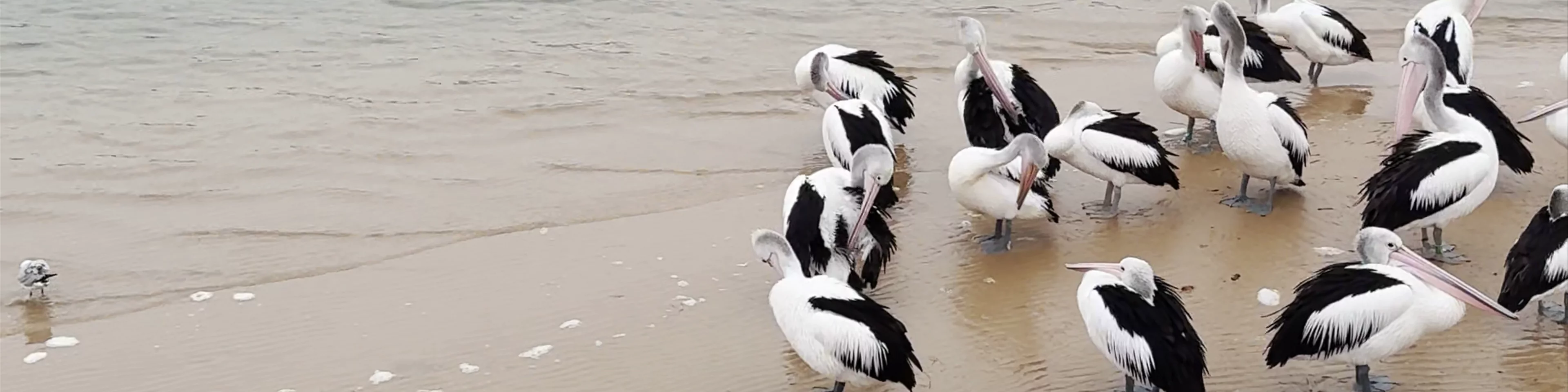 Pelican Feeding Show