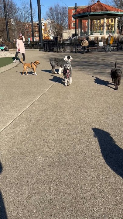 Washington Park Dog Park - Dogs playing - Dog Parks Near Me - Cincinnati, Ohio