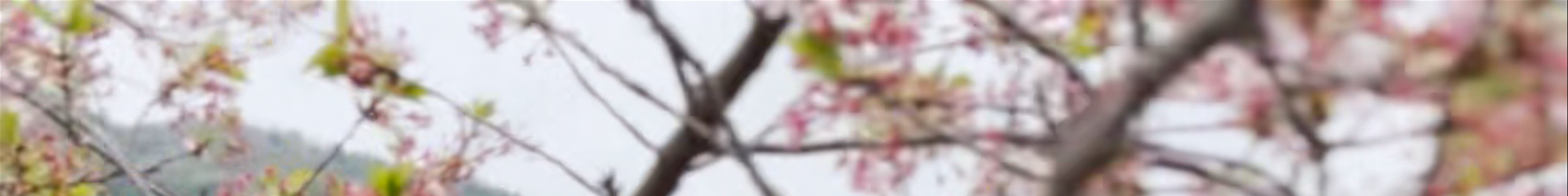 Tours & experiences in Sagamihara