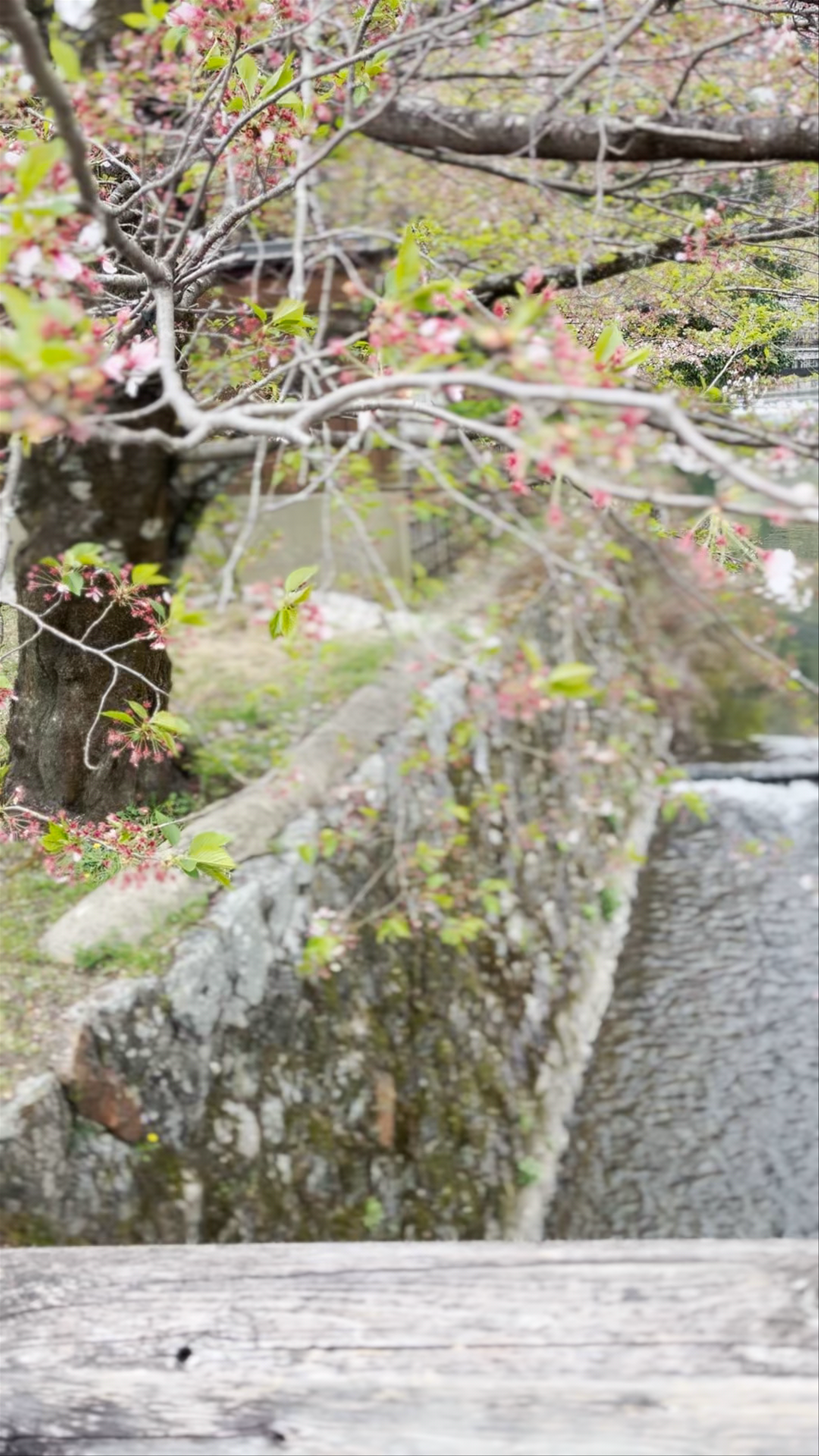 Arashiyama Bridge