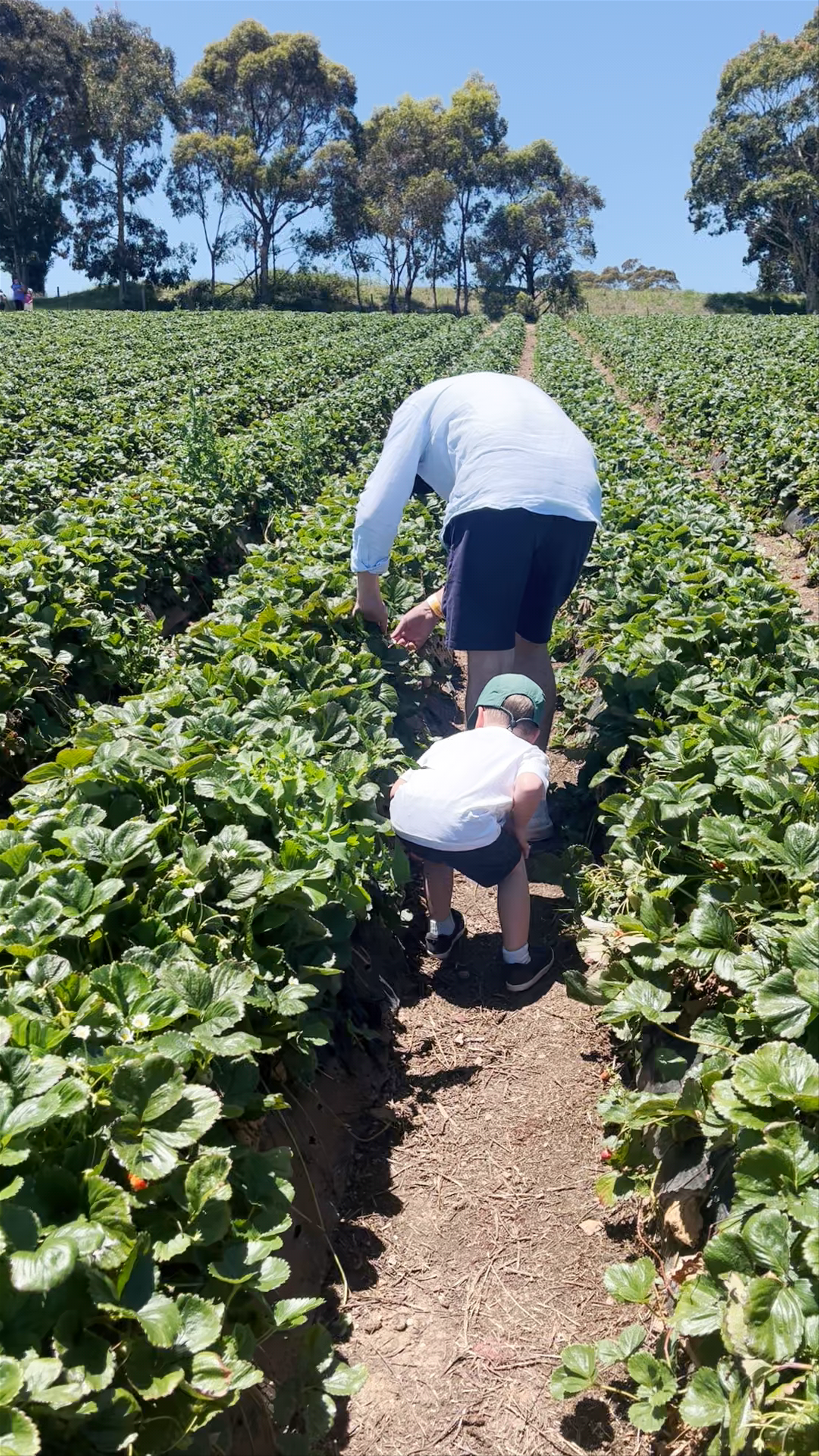 Beerenberg Farm