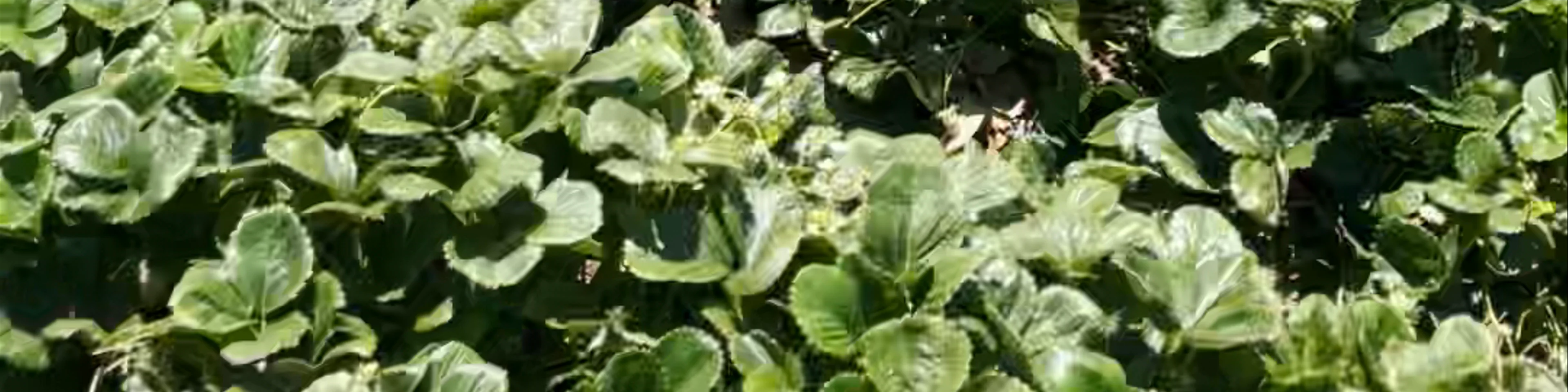 Beerenberg Farm