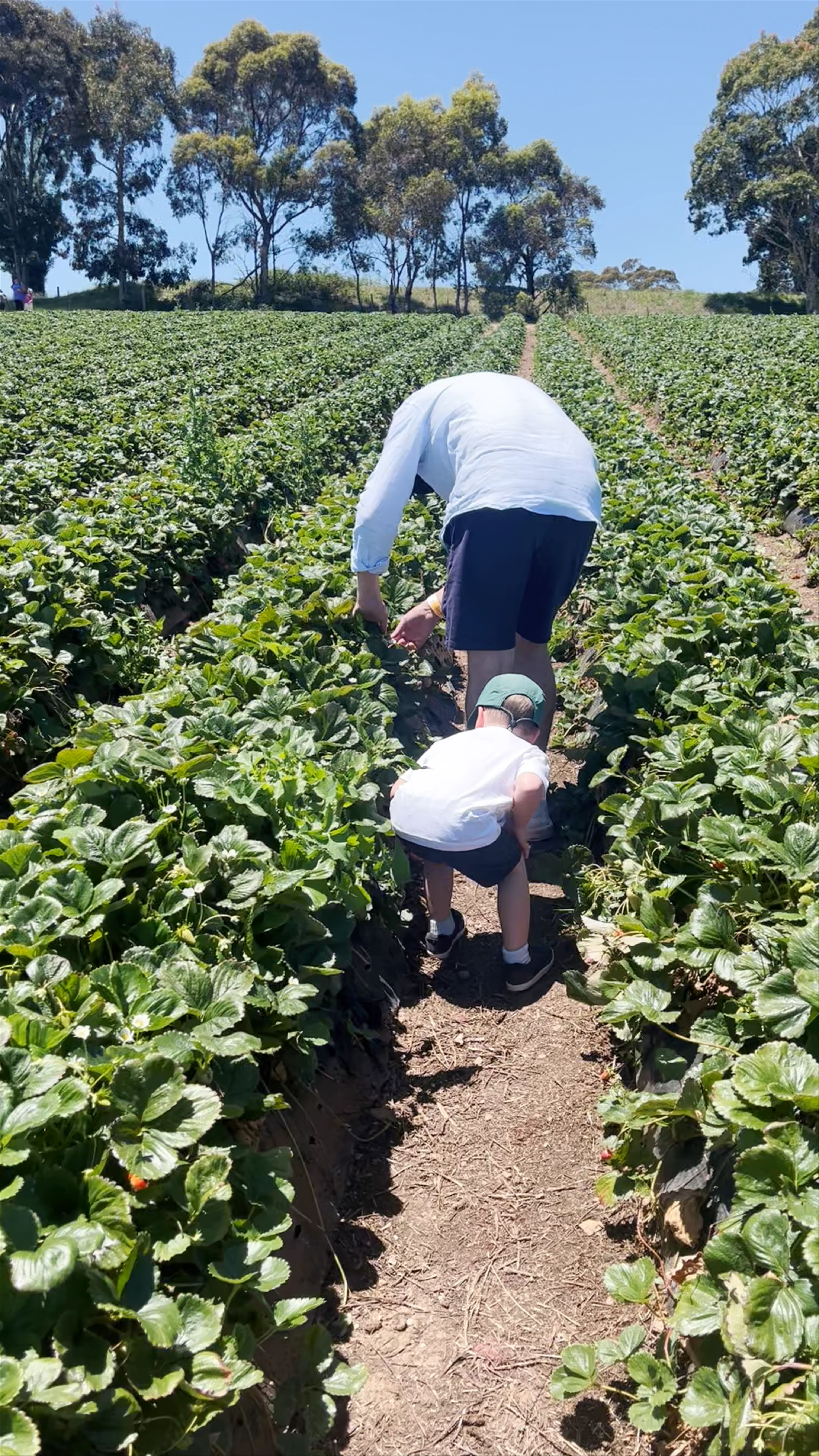 Beerenberg Farm