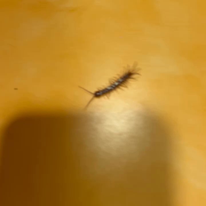 Panera Bread - Island park Panera bread!! NOT CLEAN!! Finished eating and when we lifted our plates we found this huge centipede underneath crawling!!! - Salad Near Me - Island Park, New York