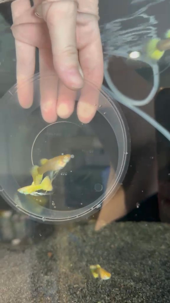 24K Gold Ribbon guppies pairs