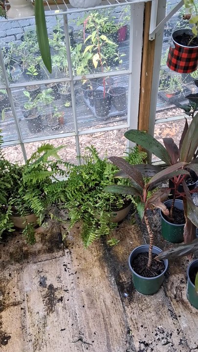 Garden Hoes - Nurseries & Gardening Near Me - Atlanta, Georgia