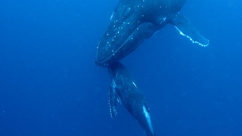 Humpback Whale Mother and Calf poster