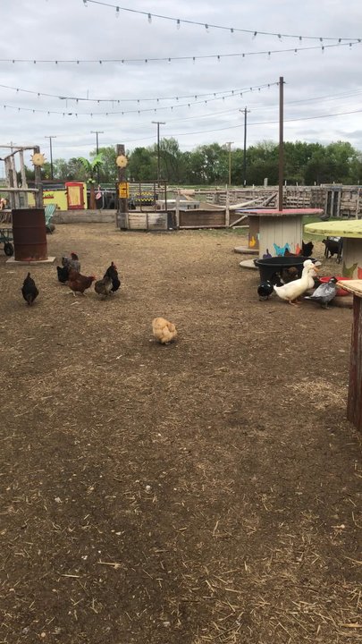 Lola's Local Market - I had to record a cute video of her happy cage free chickens. - Farmers Market Near Me - Melissa, Texas