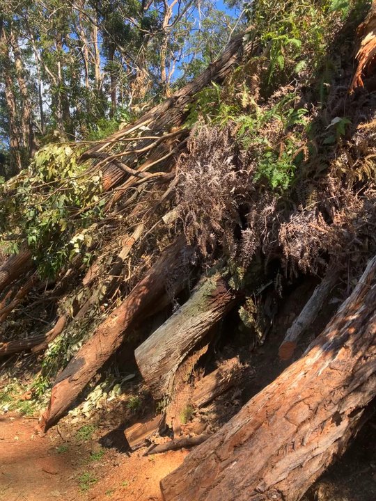 Aiea Loop Trail - Hiking Near Me - Aiea, Hawaii