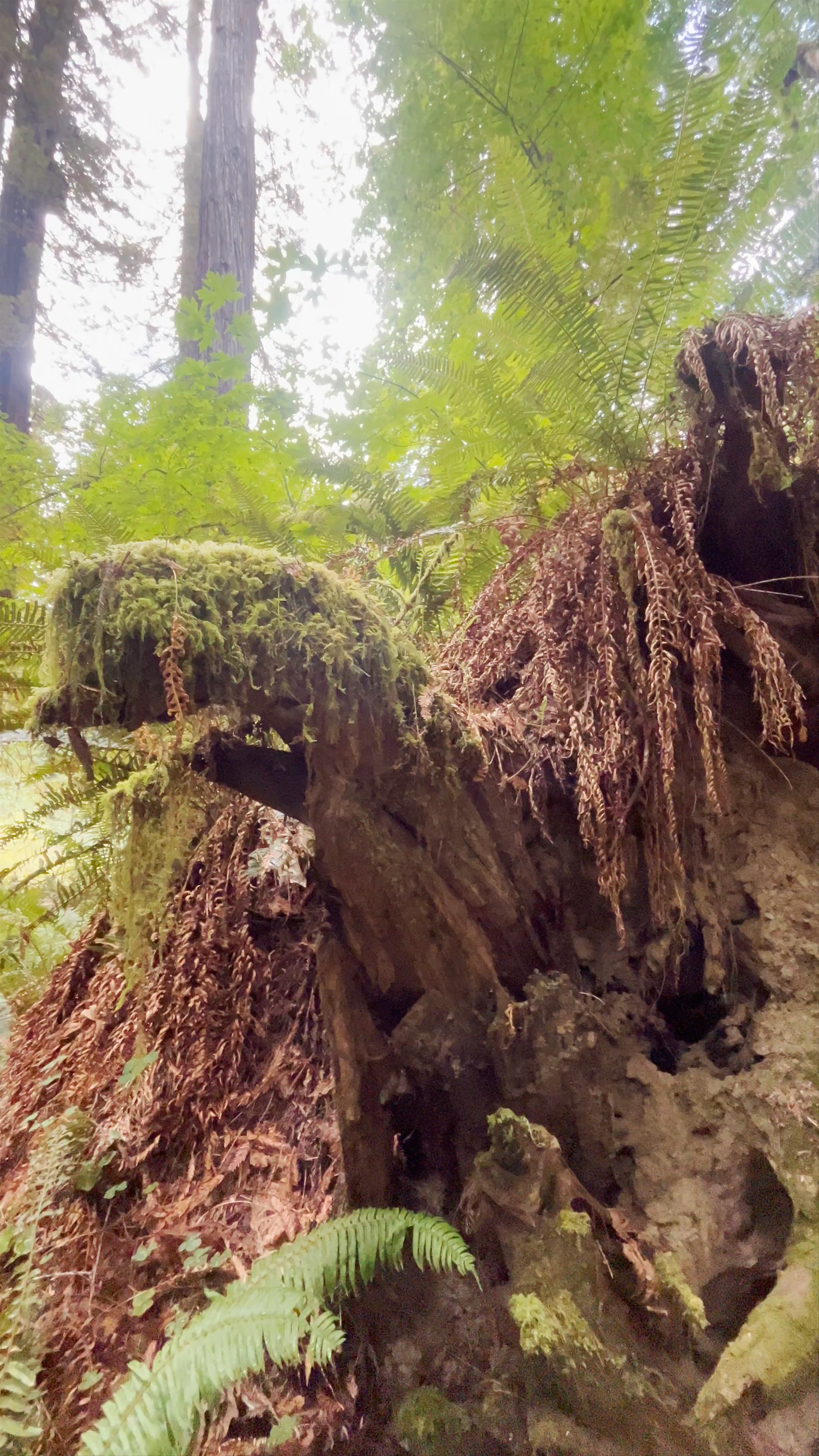 Humboldt Redwoods State Park Visitor Center