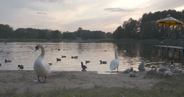 Swans at Salote Lake in Vilnius 