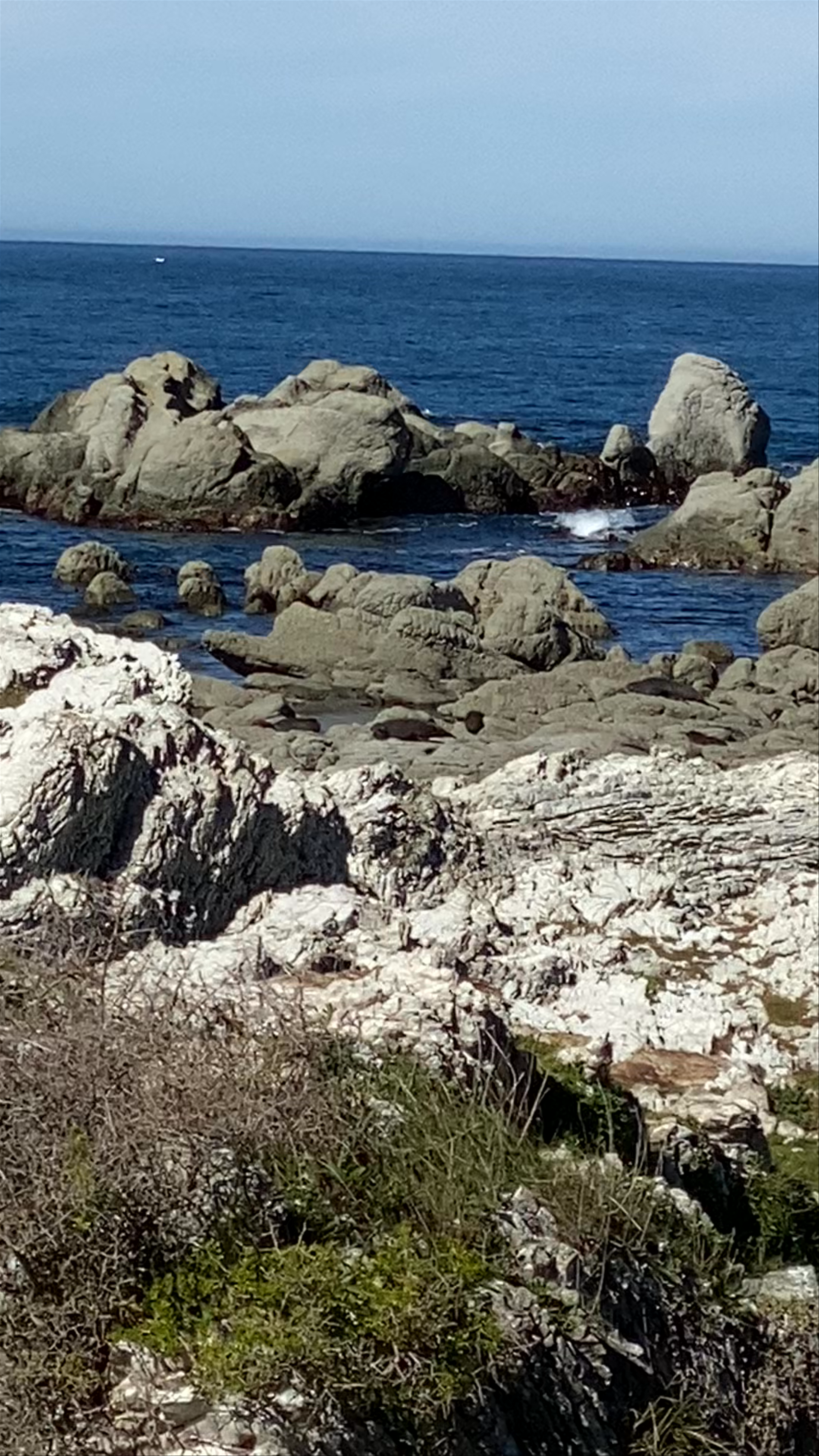 Kaikoura Seal Colony