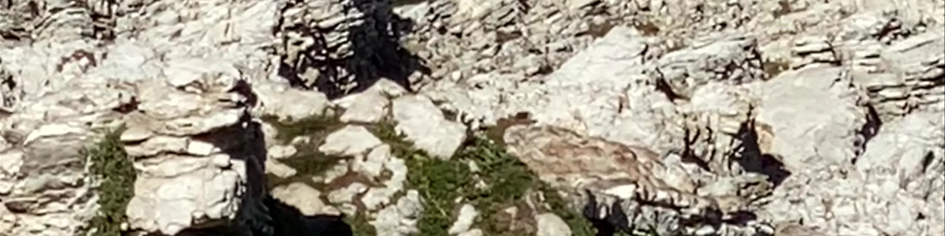 Kaikoura Seal Colony