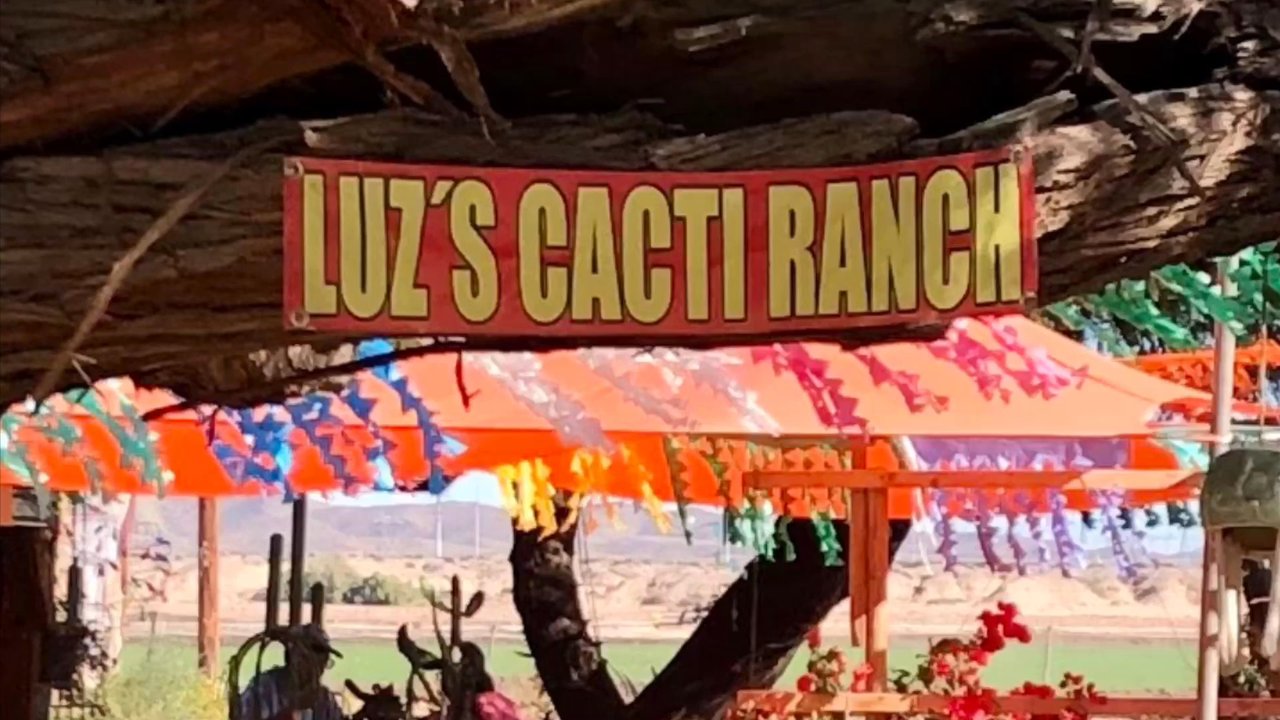 Luz's Cacti Ranch - https://youtube.com/shorts/XzTM8g76NnY?si=AOyAmUtfCaDAXKxR - Candy Stores Near Me - Yuma, Arizona