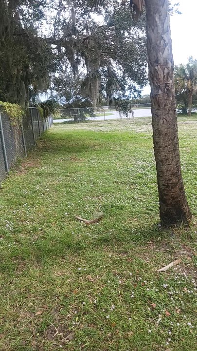 Barks and Recreation - Dog Parks Near Me - Rockledge, Florida