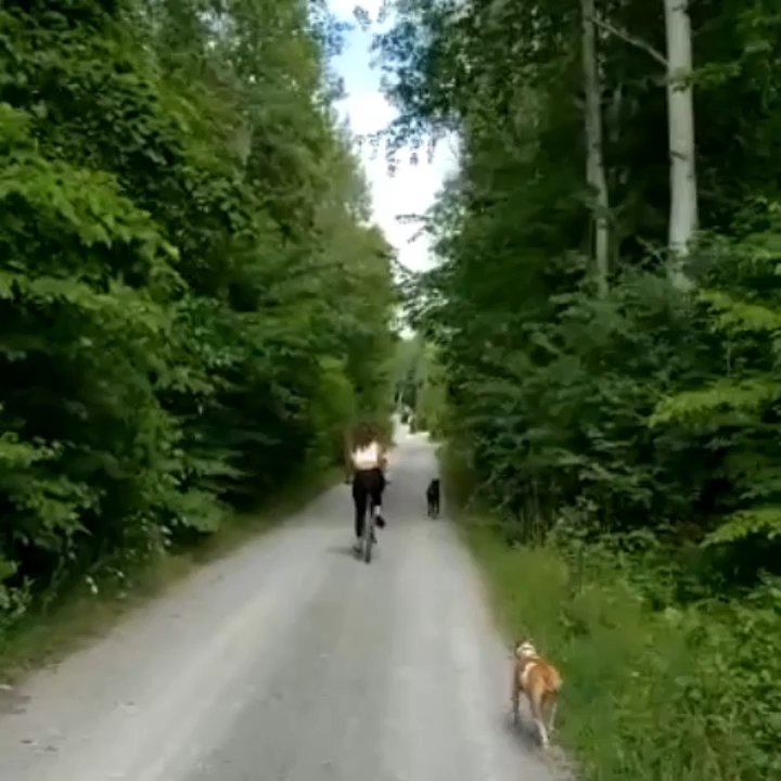 Katie & Co. - Dog Walkers Near Me - Toronto, Ontario