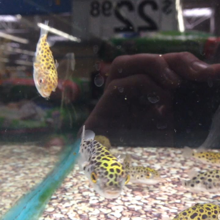 Walmart Supercenter - How these puffers look every time I'm in the store. - Department Stores Near Me - Reno, Nevada