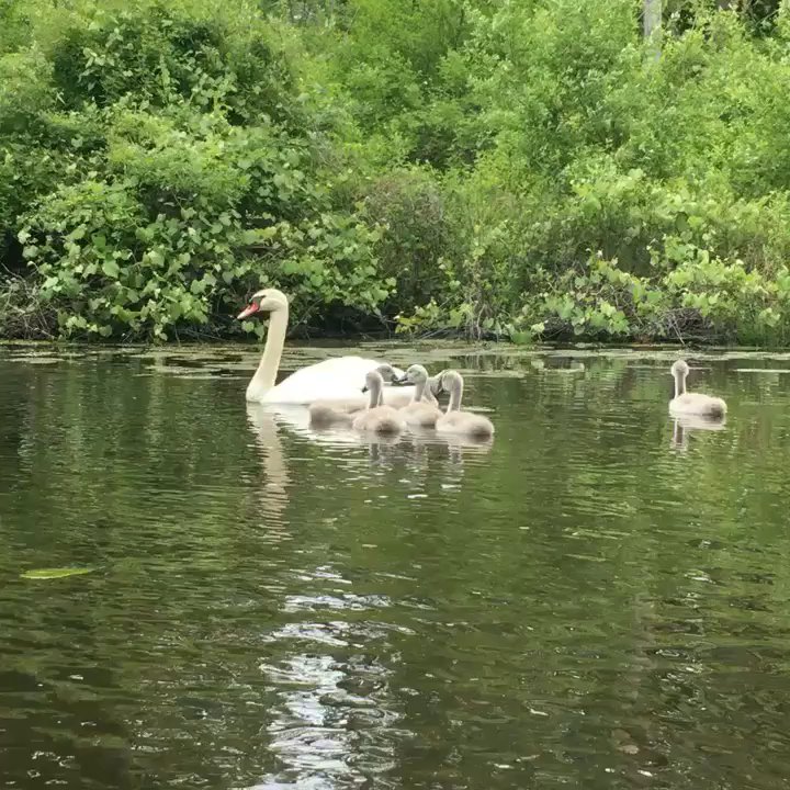 Peconic Paddler - Swans!! - Boating Near Me - Riverhead, New York
