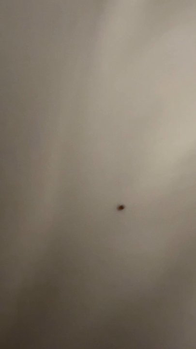 Kickapoo Lucky Eagle Casino - Bed bug - Casinos Near Me - Eagle Pass, Texas