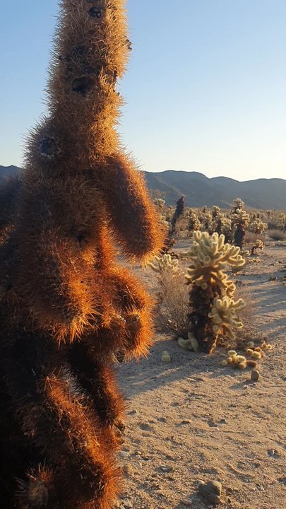Cholla Cactus Garden - Hiking Near Me - Eagle Mountain, California