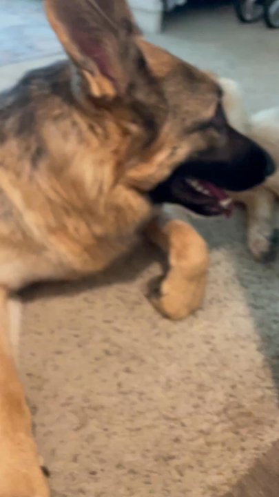 Total Dog - Pet Training Near Me - Austin, Texas