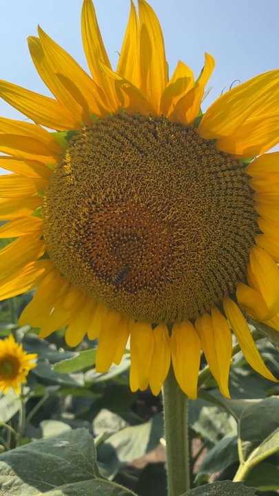 Sunflower Fields Of Markham - Farms Near Me - Markham, Ontario