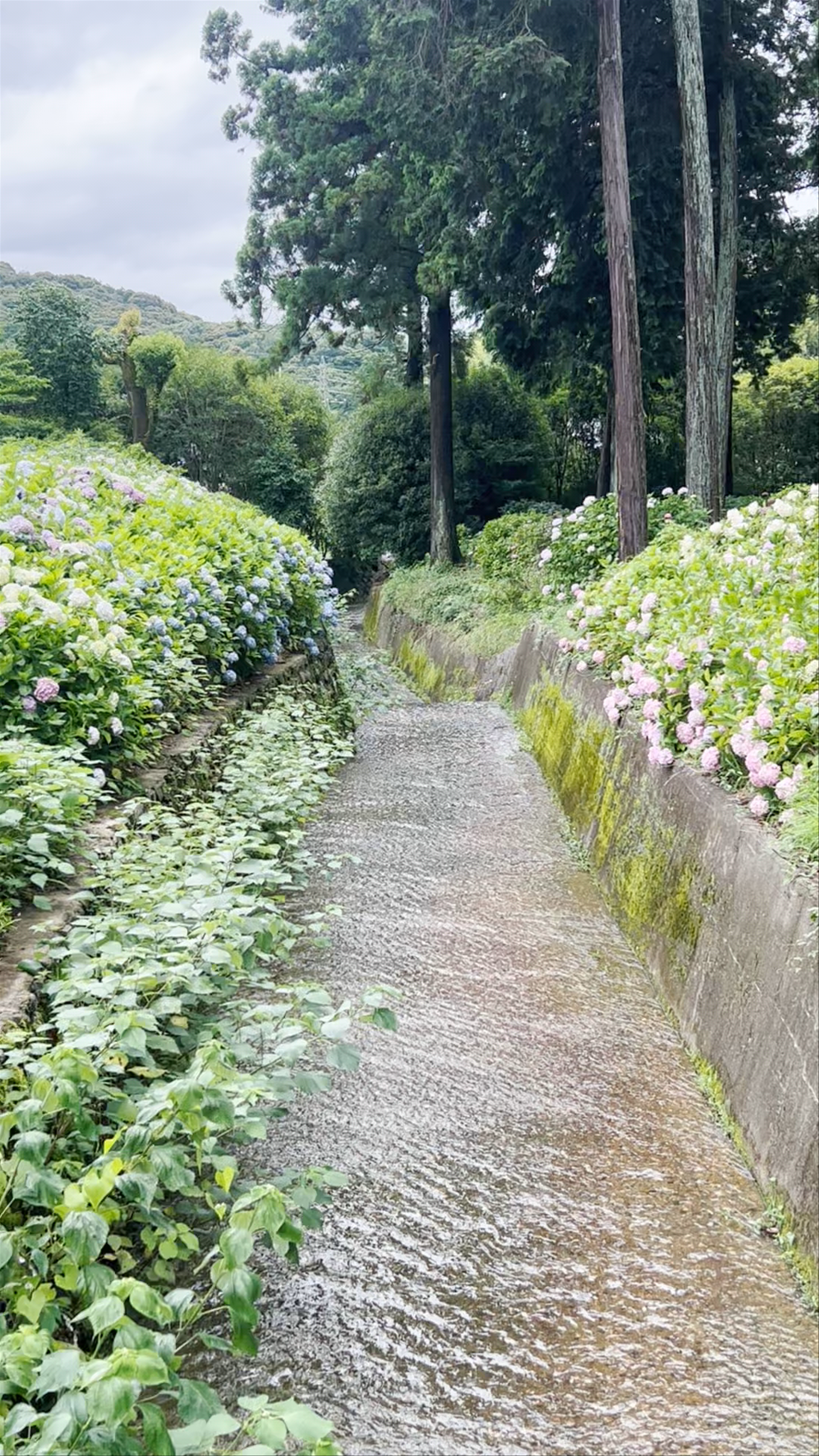 Hydrangea Garden at Mimurotoji Temple in Uji, Kyoto