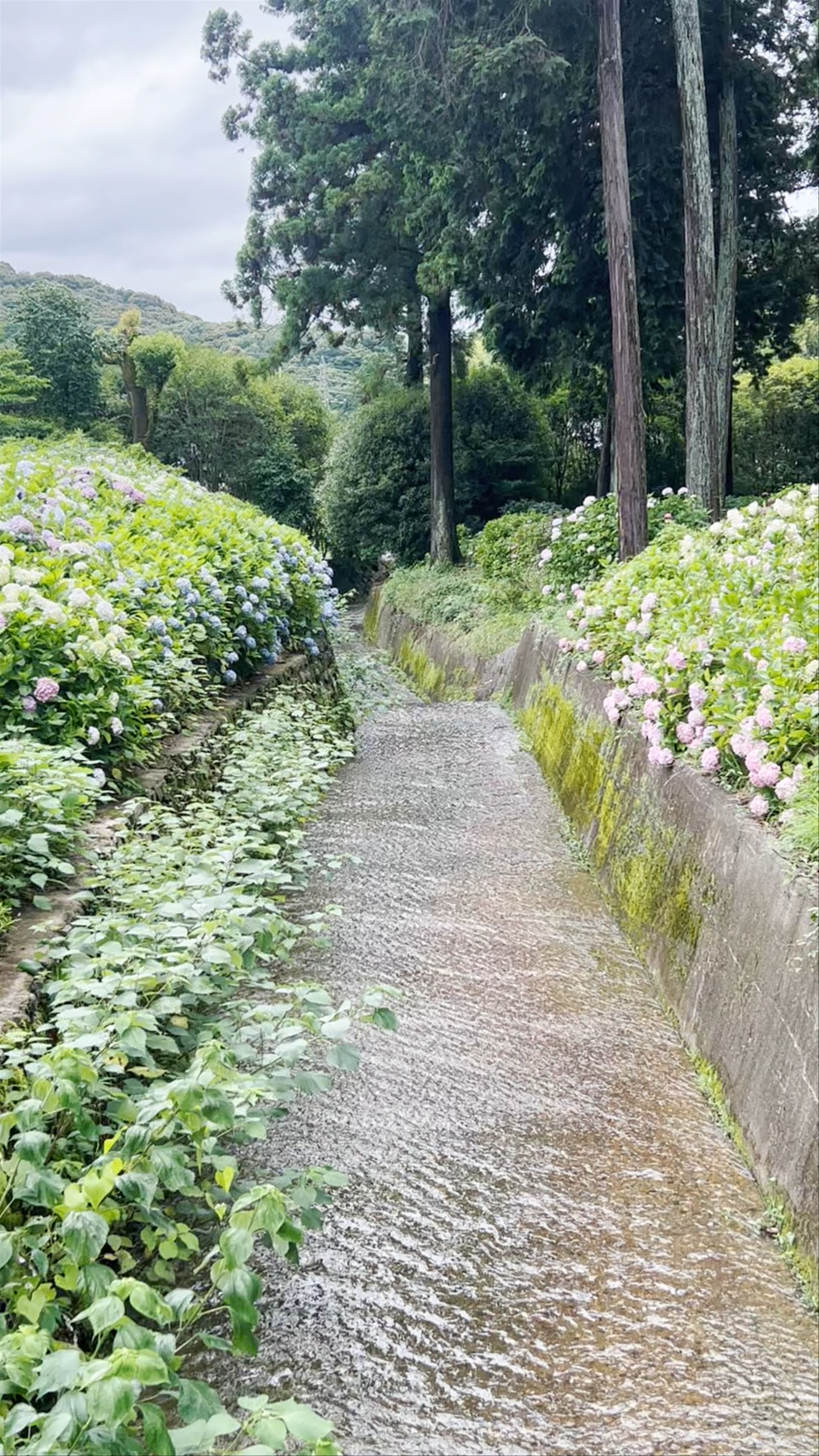 Hydrangea Garden of Mimurotoji Temple, 奥ノ池-10-16 Todo, Uji, Kyoto, Japan