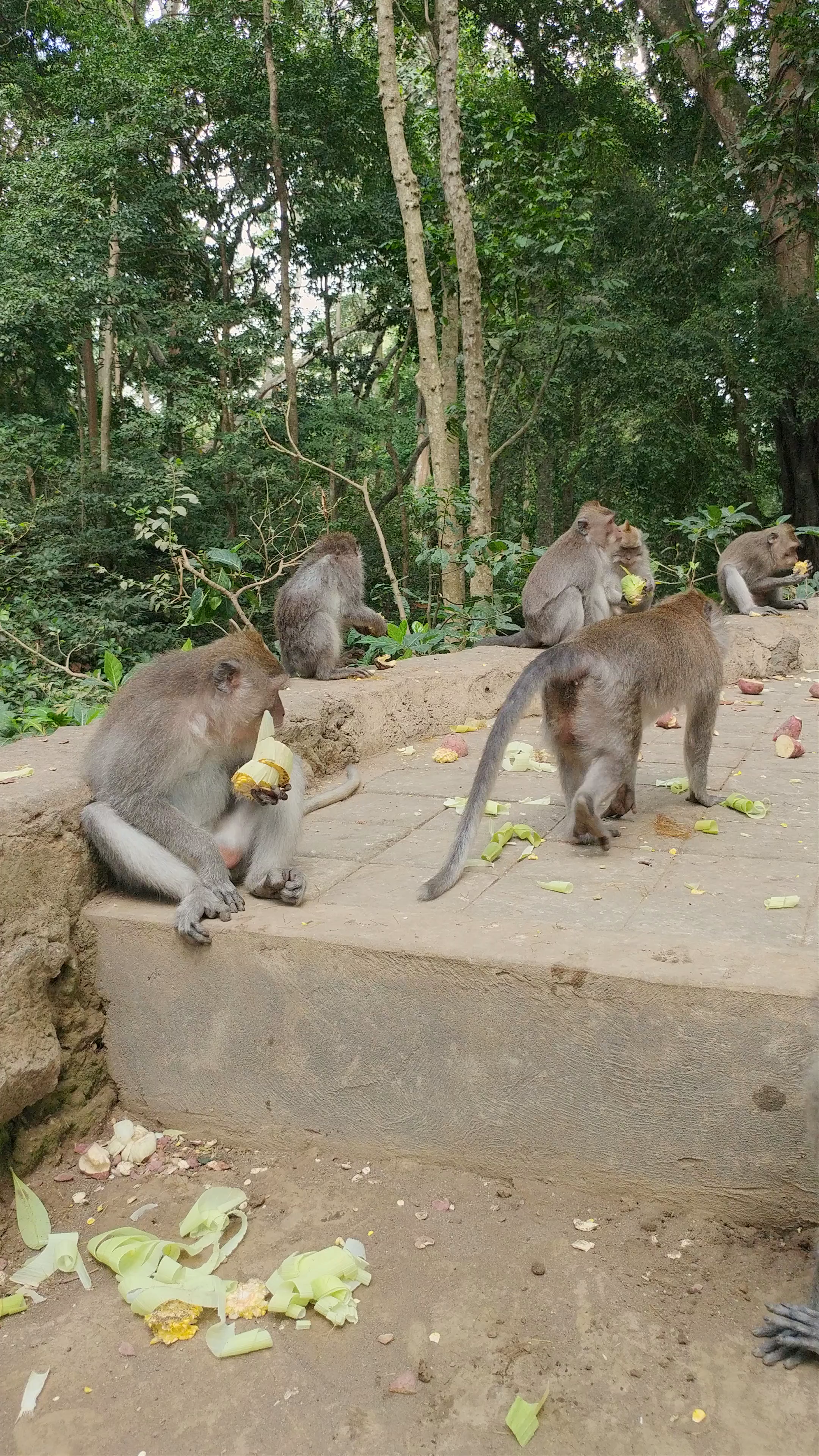 Sacred Monkey Forest Sanctuary