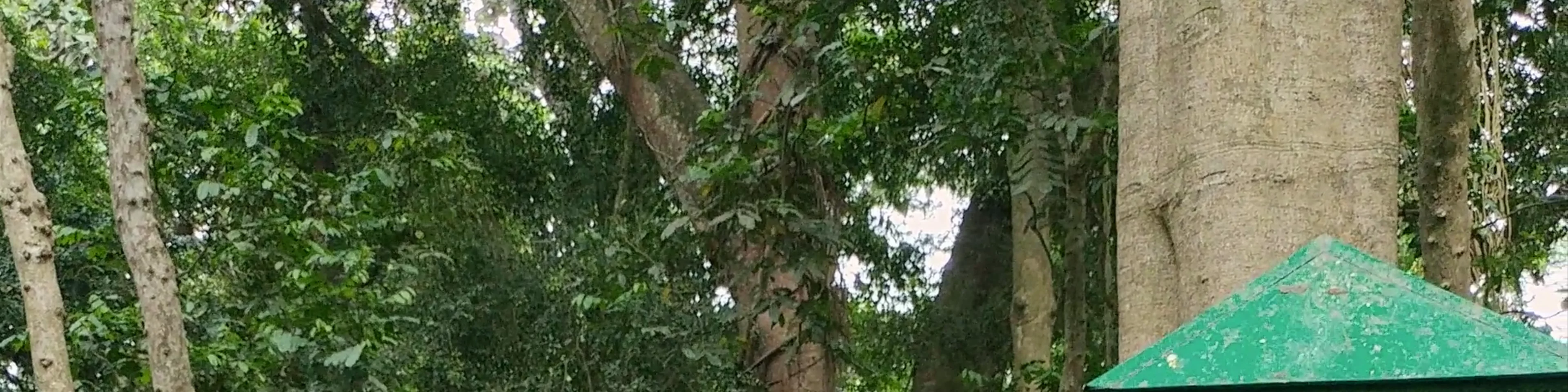 Sacred Monkey Forest Sanctuary
