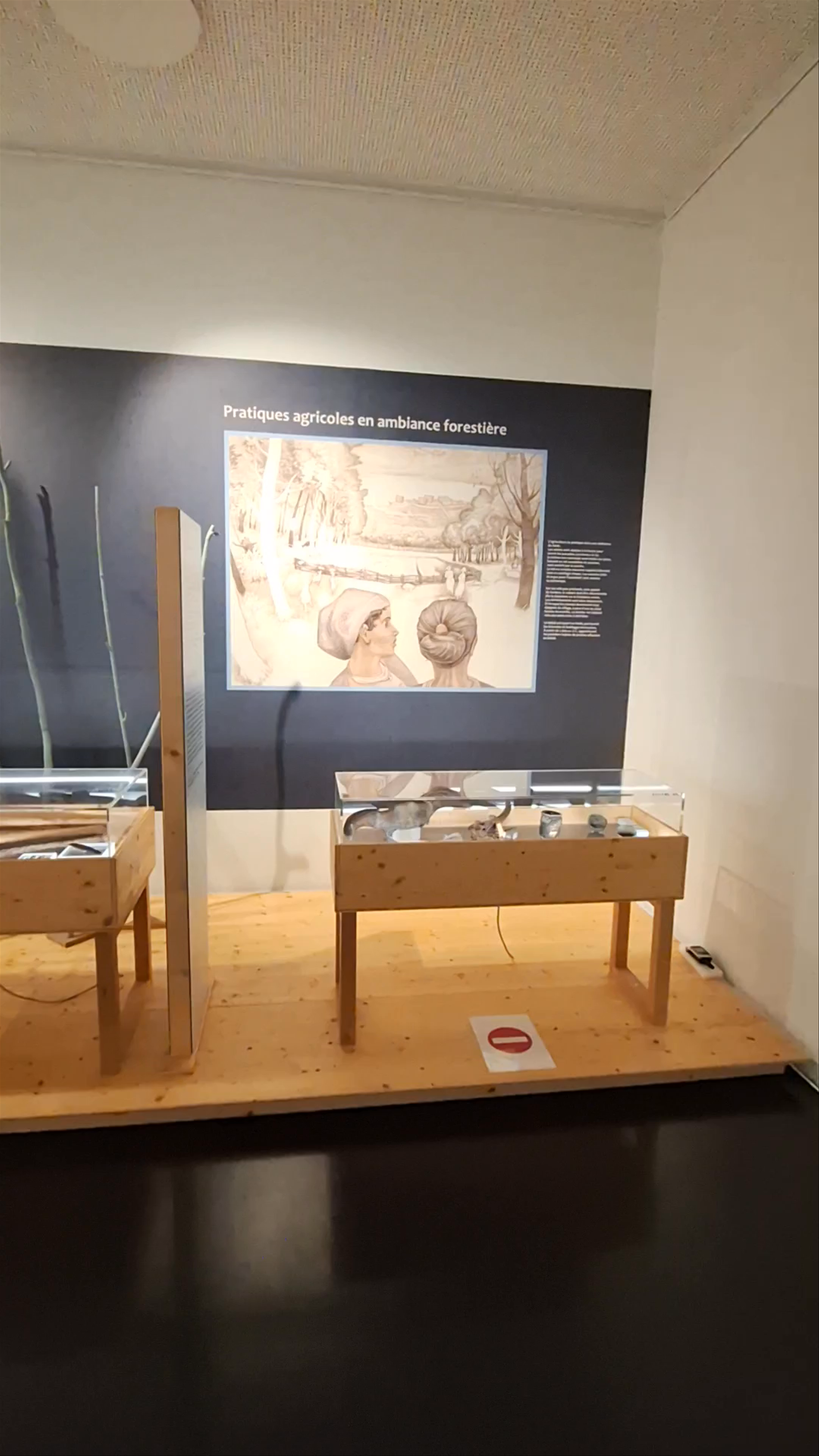 Musée archéologique du Lac de Paladru: Journey Through Ancient Forest Life